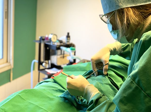 chirurgie vétérinaire