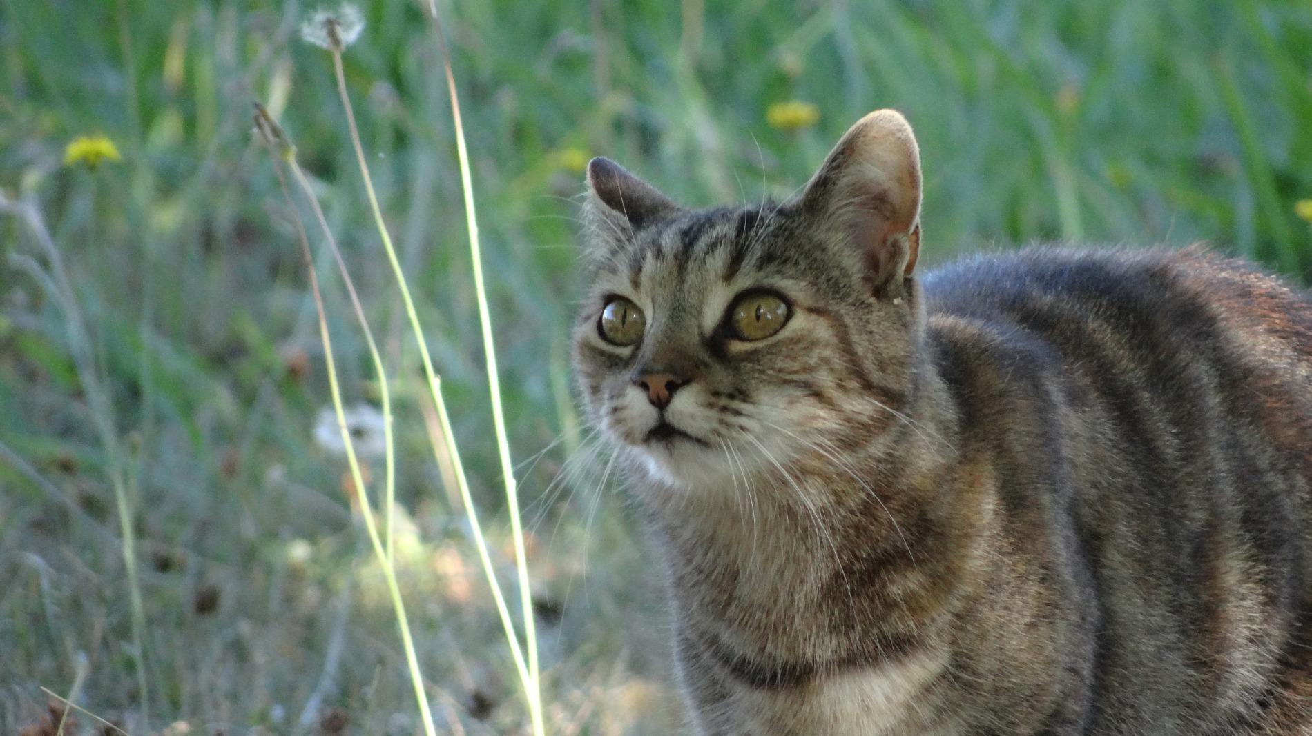 La Saint-Valentin pour nos f&eacute;lins aussi?