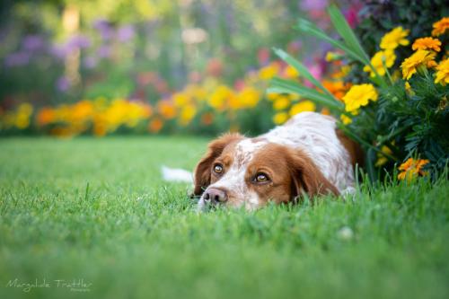 La Saint-Valentin pour nos félins aussi?
