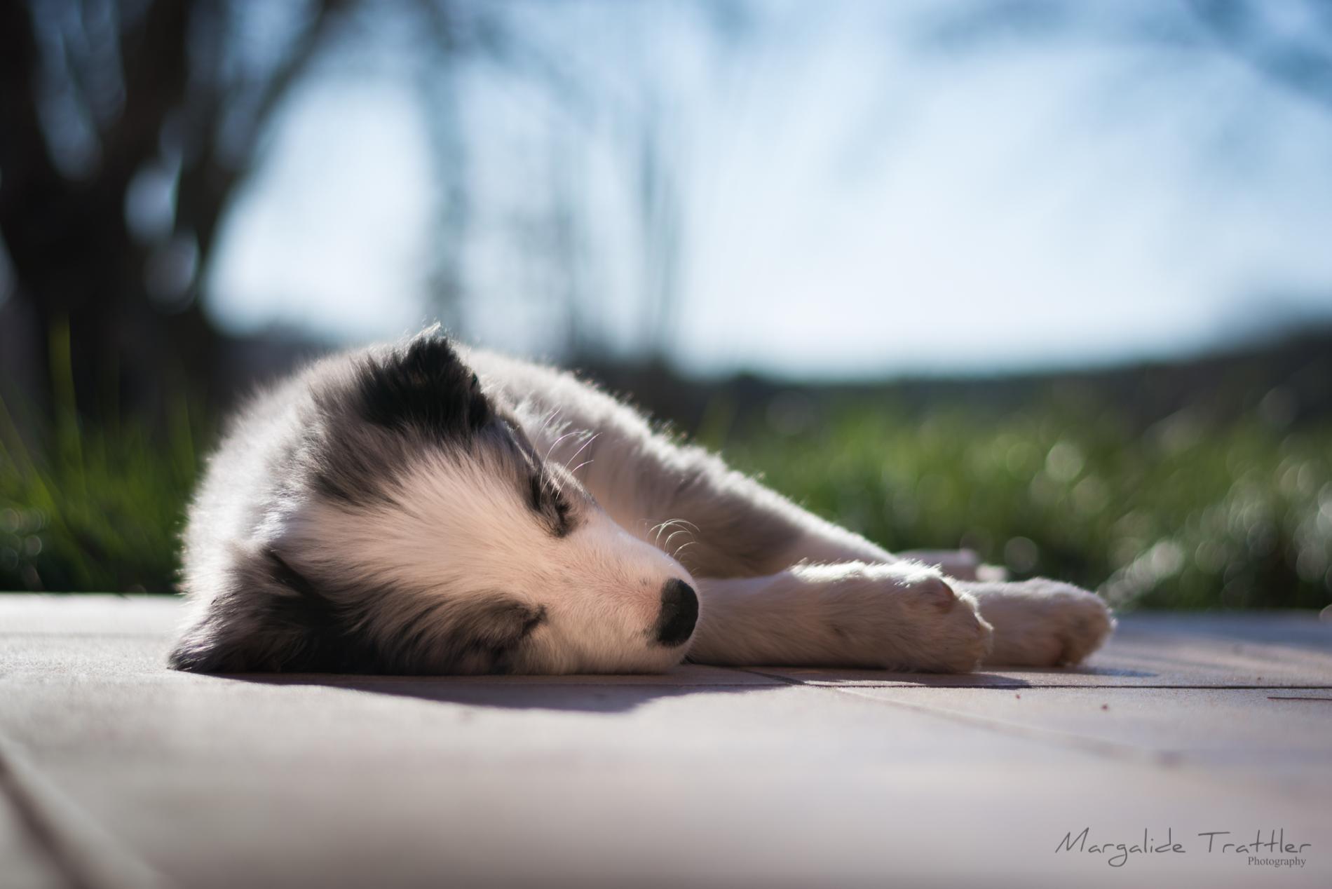 Vous venez d'adopter un chien ?