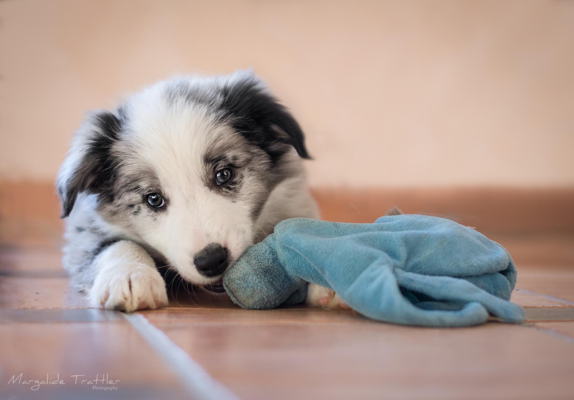 Vous venez d'adopter un chien ?