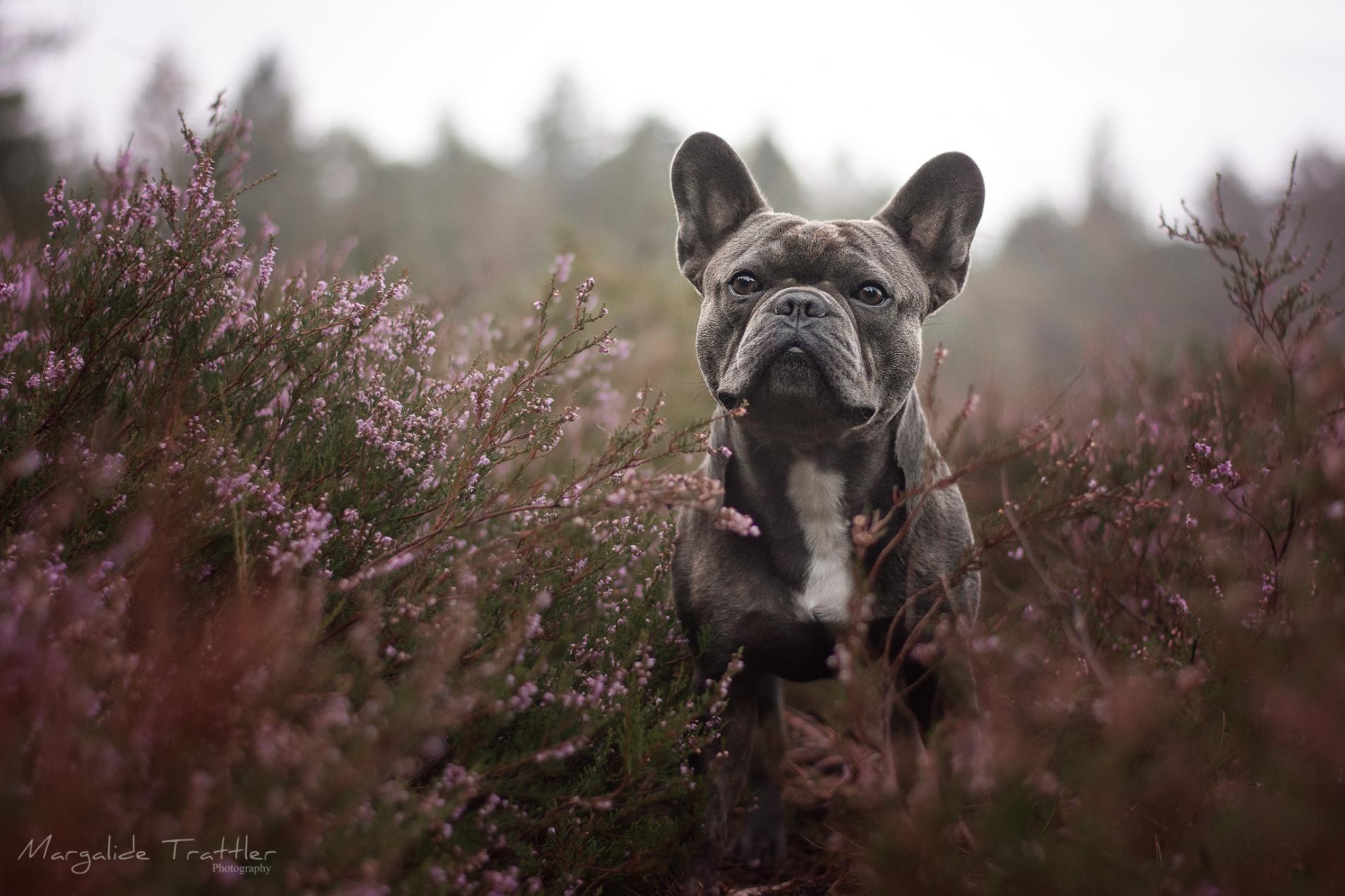 Mon chat/chien est constipé, que faire ?