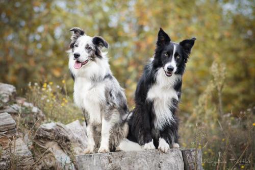 Intoxication au chocolat