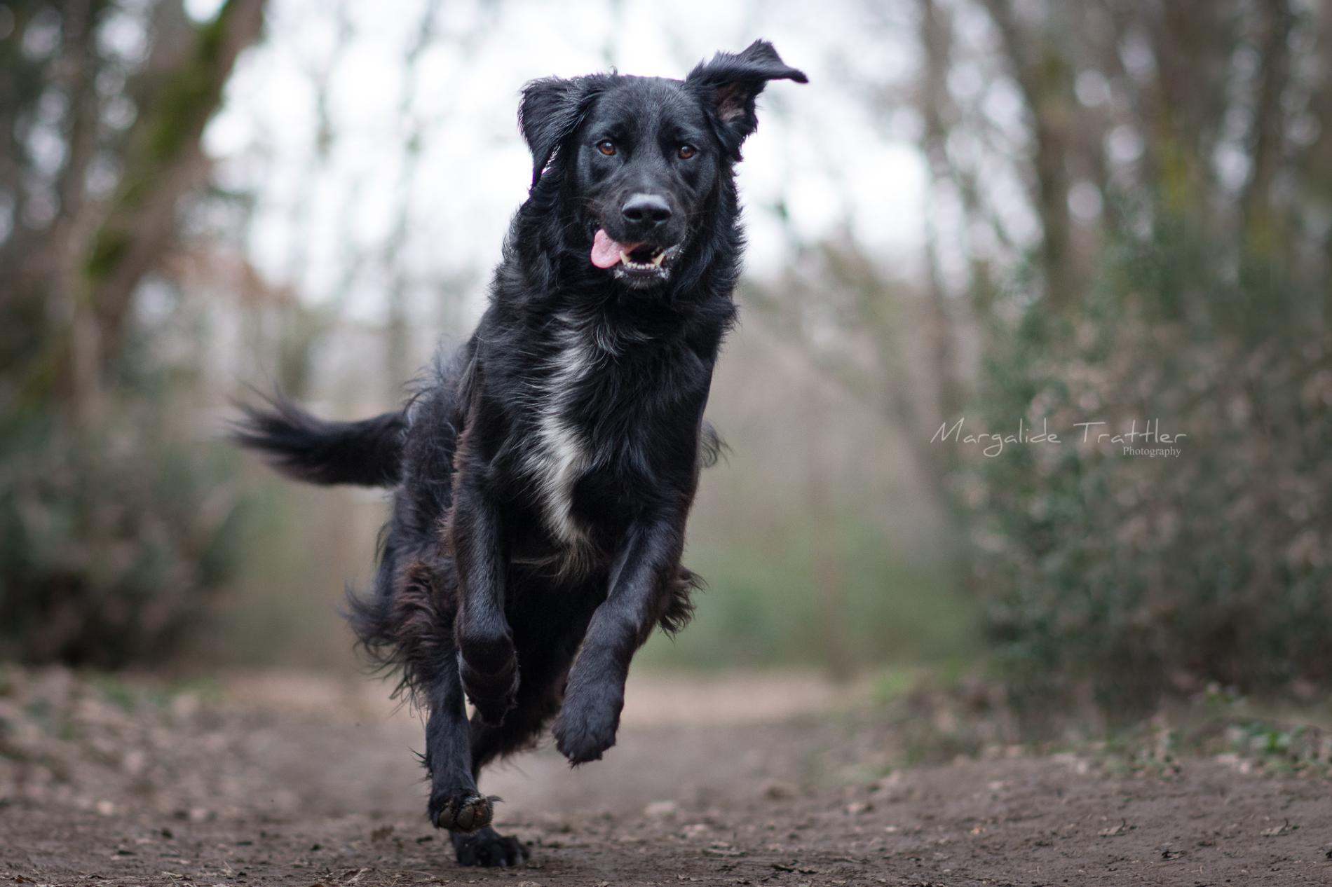 Intoxication au chocolat de Pâques