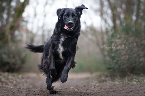 Intoxication au chocolat de Pâques