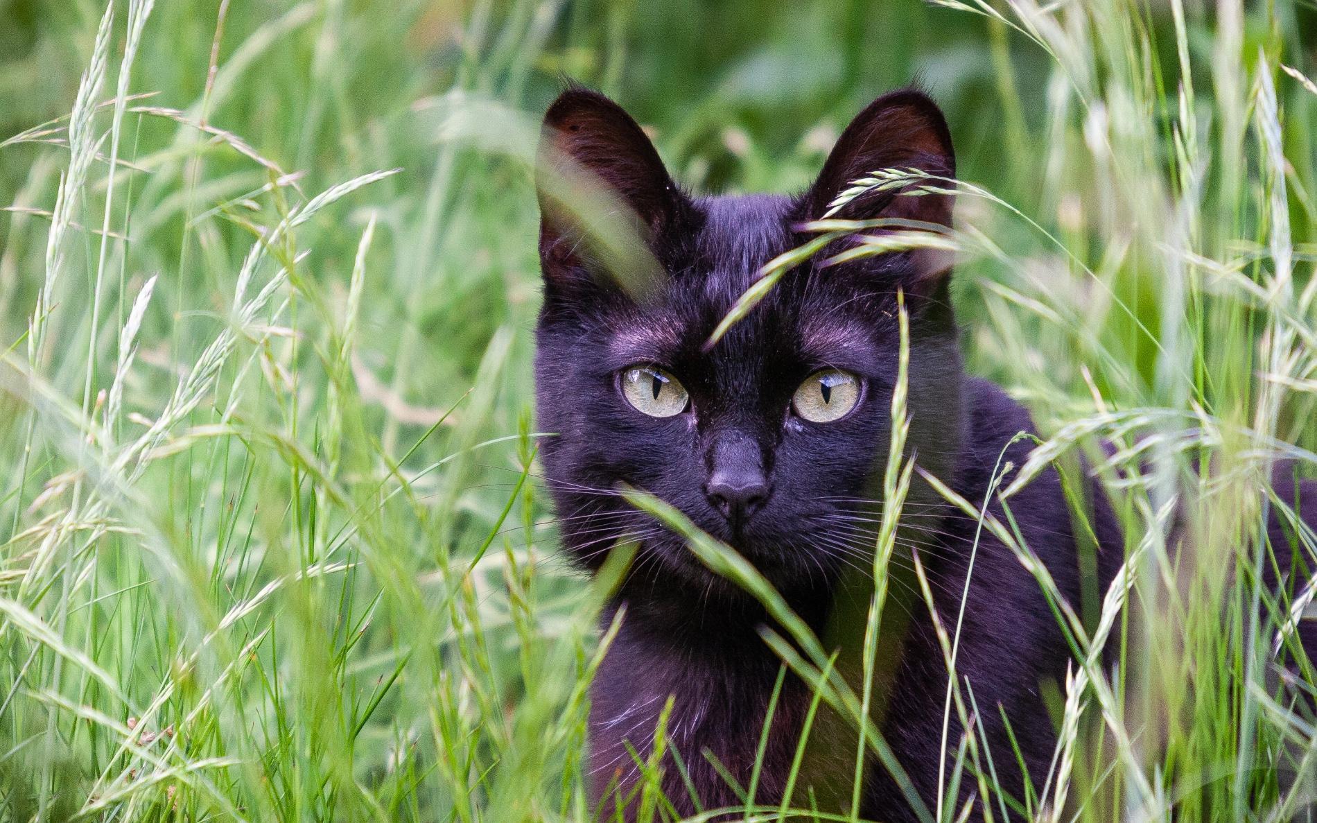 Vous venez d'adopter un chat ?