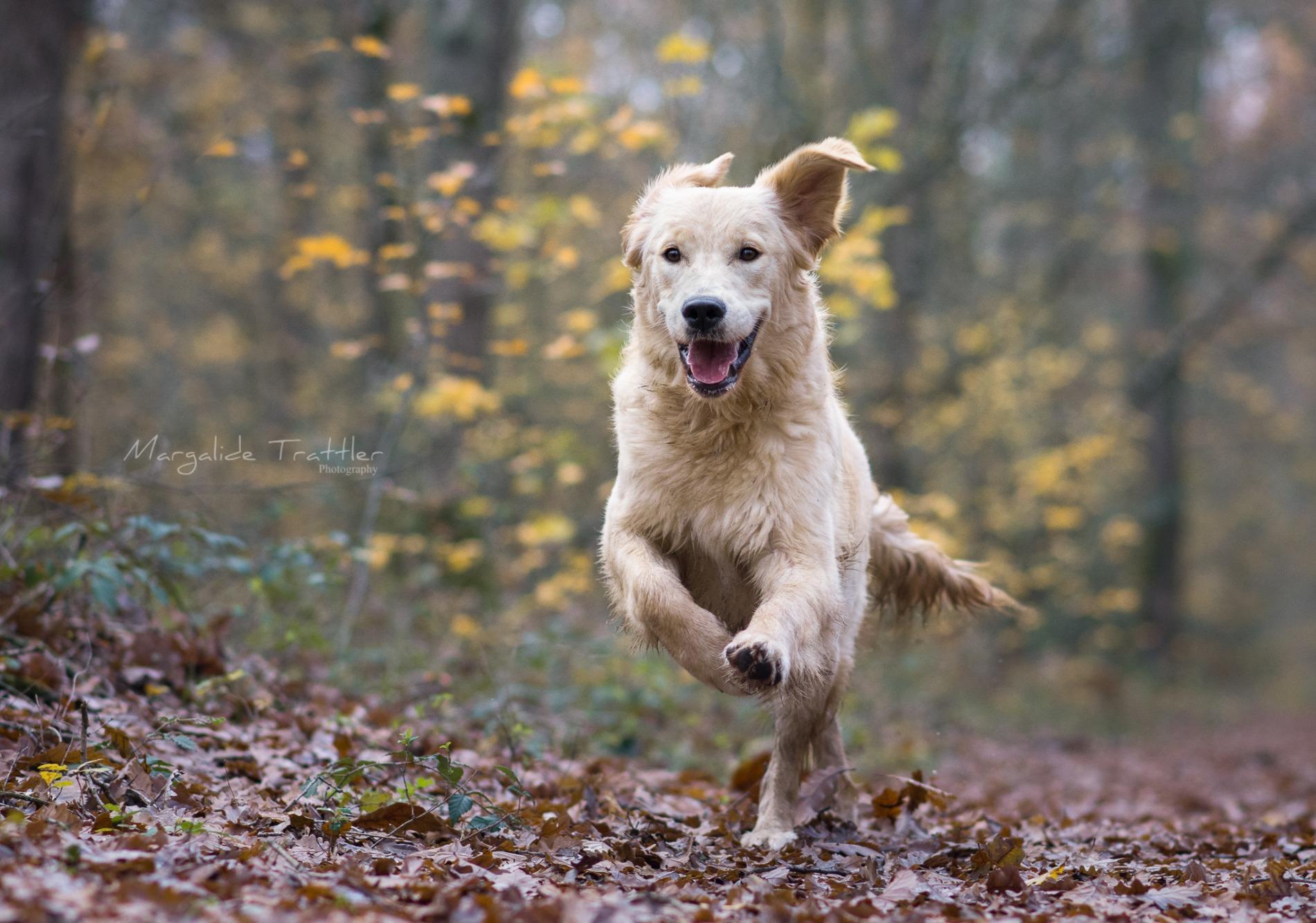 Préparer son chien pour sa visite chez le vétérinaire