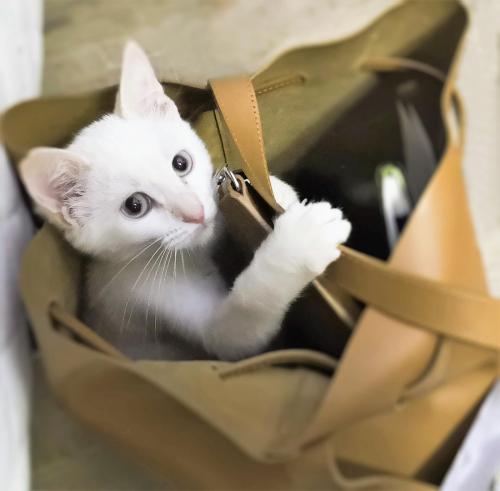 Préparer son chat pour sa visite chez le vétérinaire