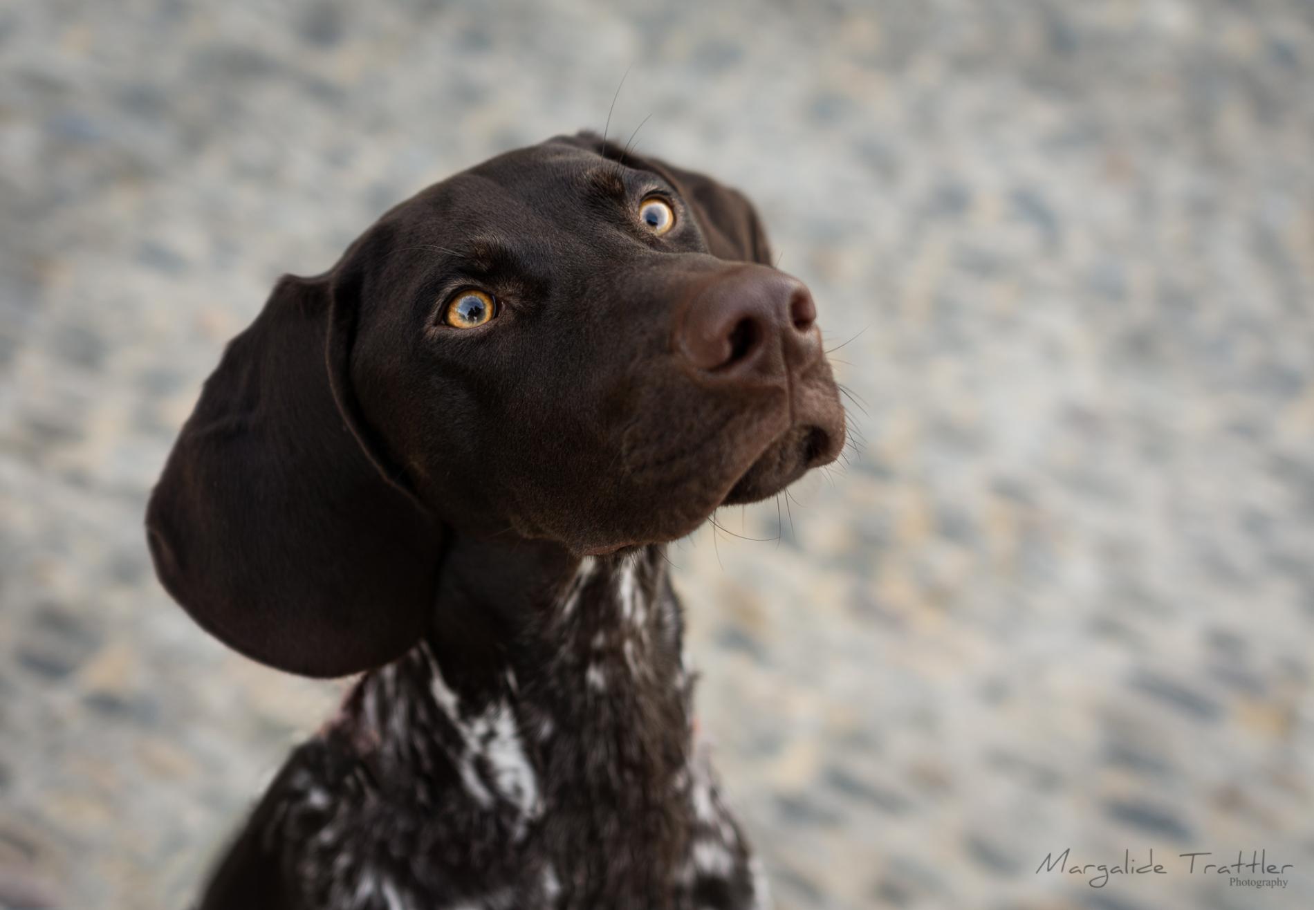 Mon chat/chien a de la diarrhée, que faire ?