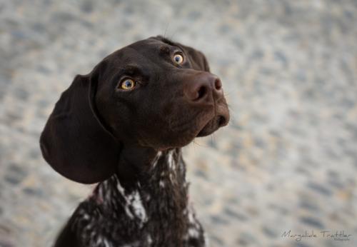 Mon chat/chien a de la diarrhée, que faire ?