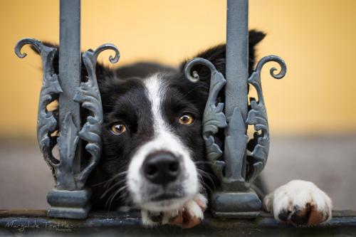 Mon chat/chien a vomi, que faire ?